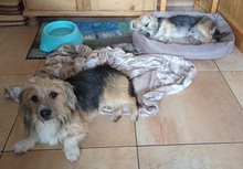 ROCKY, Hund, Yorkshire Terrier-Mix in Wildsteig
