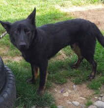 PRUDY, Hund, Mischlingshund in Slowakische Republik - Bild 2