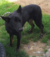 PRUDY, Hund, Mischlingshund in Slowakische Republik - Bild 3