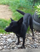 PRUDY, Hund, Mischlingshund in Slowakische Republik - Bild 4