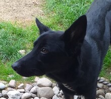 PRUDY, Hund, Mischlingshund in Slowakische Republik - Bild 5