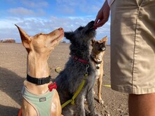 MARTA, Hund, Perro de Pastor Catalan in Spanien - Bild 3