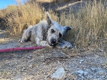 MARTA, Hund, Perro de Pastor Catalan in Spanien - Bild 5