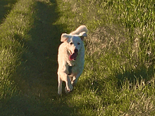 CARLETTO, Hund, Maremma Abruzzenhund-Mix in Gabsheim - Bild 3