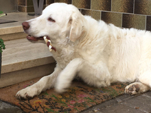 CARLETTO, Hund, Maremma Abruzzenhund-Mix in Gabsheim - Bild 4