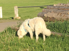 CARLETTO, Hund, Maremma Abruzzenhund-Mix in Gabsheim - Bild 5