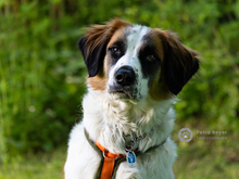 ORANGE, Hund, Mischlingshund in Heideck