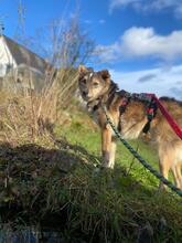 CHITTO, Hund, Mischlingshund in Wuppertal - Bild 2