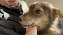 CHITTO, Hund, Mischlingshund in Wuppertal - Bild 21