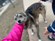 CHITTO, Hund, Mischlingshund in Wuppertal - Bild 25