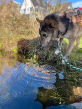 CHITTO, Hund, Mischlingshund in Wuppertal - Bild 3