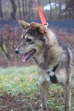 CHITTO, Hund, Mischlingshund in Wuppertal - Bild 7