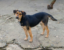 MAYA, Hund, Mischlingshund in Bulgarien - Bild 10