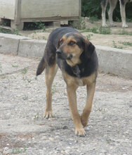 MAYA, Hund, Mischlingshund in Bulgarien - Bild 5