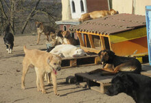 MAYA, Hund, Mischlingshund in Bulgarien - Bild 7