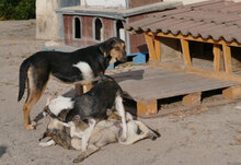 MAYA, Hund, Mischlingshund in Bulgarien - Bild 8