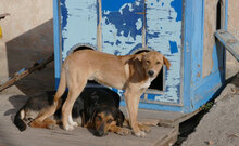 MAYA, Hund, Mischlingshund in Bulgarien - Bild 9