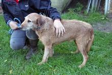 MACKO4, Hund, Deutsch Drahthaar-Magyar Vizsla-Mix in Ungarn - Bild 1