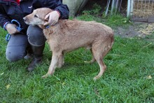 MACKO4, Hund, Deutsch Drahthaar-Magyar Vizsla-Mix in Ungarn - Bild 2