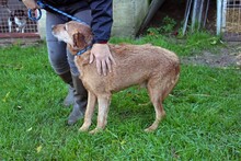 MACKO4, Hund, Deutsch Drahthaar-Magyar Vizsla-Mix in Ungarn - Bild 3