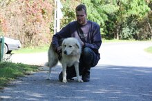 MACI11, Hund, Alaskan Malamute-kaukasischer Owtscharka-Mix in Ungarn - Bild 2