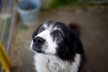 JULA, Hund, Mischlingshund in Rumänien - Bild 3