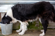 JULA, Hund, Mischlingshund in Rumänien - Bild 4