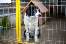 JULA, Hund, Mischlingshund in Rumänien - Bild 5