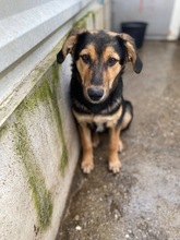 MINT, Hund, Mischlingshund in Rumänien - Bild 2