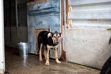 MINT, Hund, Mischlingshund in Rumänien - Bild 4