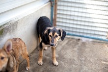 MINT, Hund, Mischlingshund in Rumänien - Bild 6