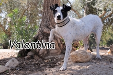 WALENTINA, Hund, Mischlingshund in Spanien