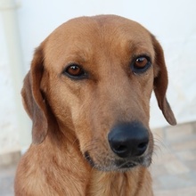 MAJA, Hund, Mischlingshund in Griechenland
