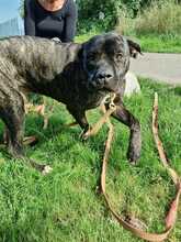 ULLI, Hund, Cane Corso-Mix in Grevenbroich - Bild 1