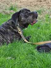 ULLI, Hund, Cane Corso-Mix in Grevenbroich - Bild 2