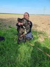 ULLI, Hund, Cane Corso-Mix in Grevenbroich - Bild 3