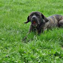 ULLI, Hund, Cane Corso-Mix in Grevenbroich - Bild 4