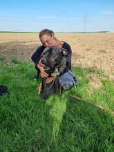 ULLI, Hund, Cane Corso-Mix in Grevenbroich - Bild 5