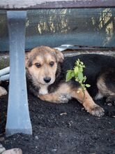 SHANKAR, Hund, Mischlingshund in Rumänien - Bild 10