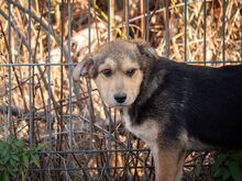 SHANKAR, Hund, Mischlingshund in Rumänien - Bild 11