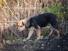 SHANKAR, Hund, Mischlingshund in Rumänien - Bild 12