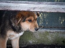 SHANKAR, Hund, Mischlingshund in Rumänien - Bild 14