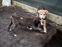 SHANKAR, Hund, Mischlingshund in Rumänien - Bild 15