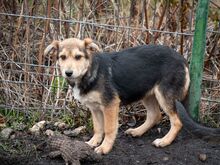 SHANKAR, Hund, Mischlingshund in Rumänien - Bild 16