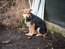 SHANKAR, Hund, Mischlingshund in Rumänien - Bild 17