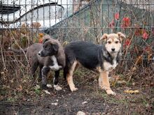 SHANKAR, Hund, Mischlingshund in Rumänien - Bild 18