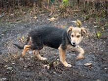 SHANKAR, Hund, Mischlingshund in Rumänien - Bild 19