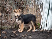 SHANKAR, Hund, Mischlingshund in Rumänien - Bild 20