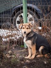 SHANKAR, Hund, Mischlingshund in Rumänien - Bild 21