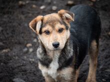 SHANKAR, Hund, Mischlingshund in Rumänien - Bild 22